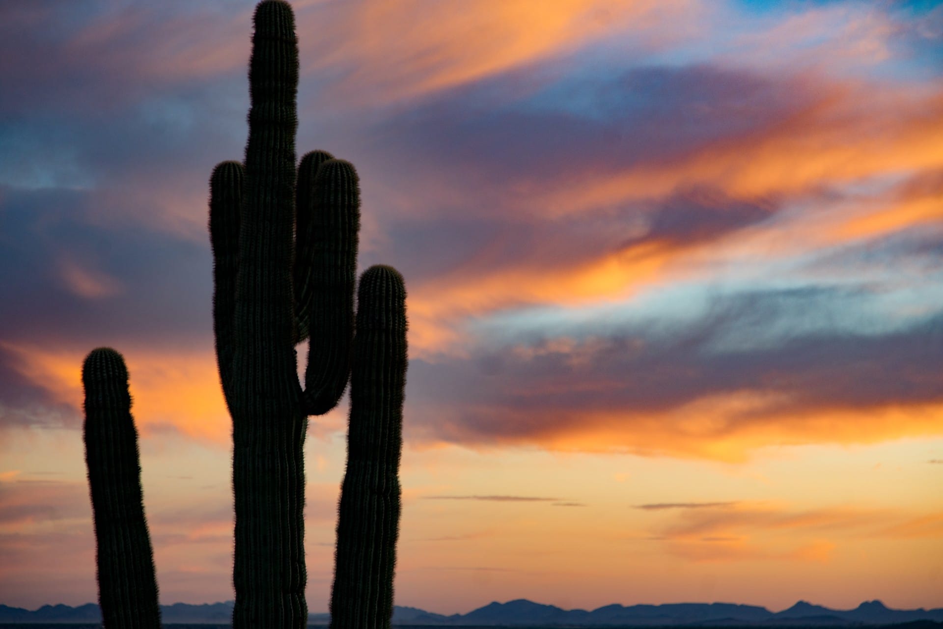 Cactus with sunset