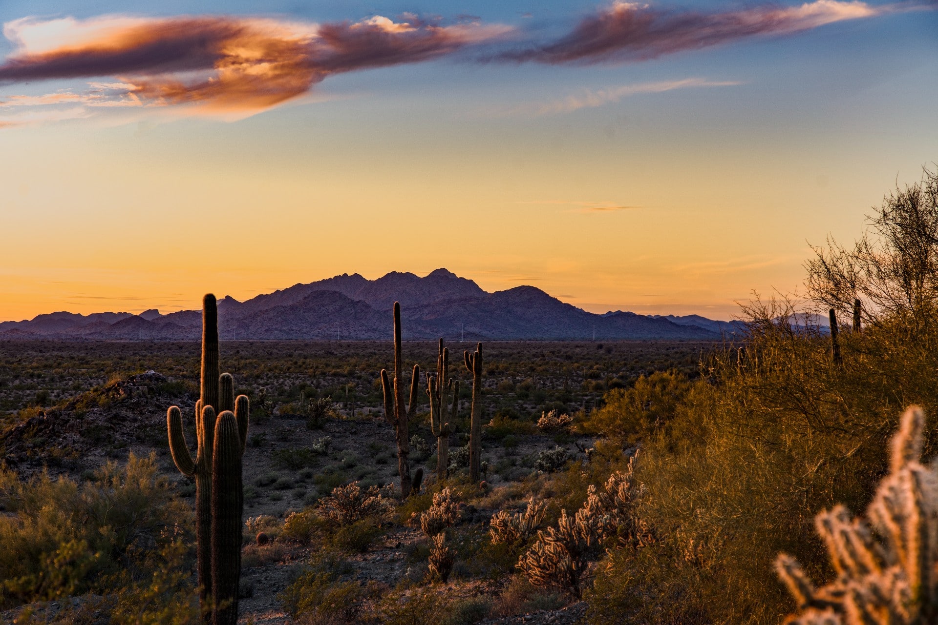 Arizona cactus