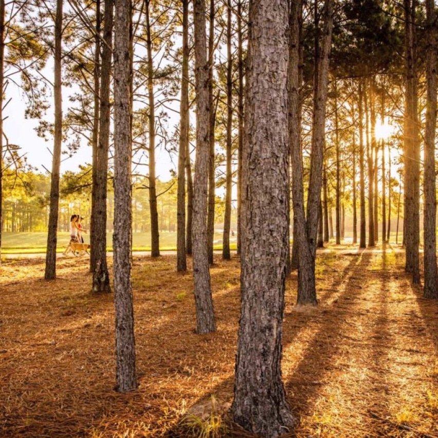 Wooded area